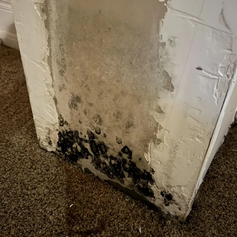 Professional Mold Removal in Jackson County, KY